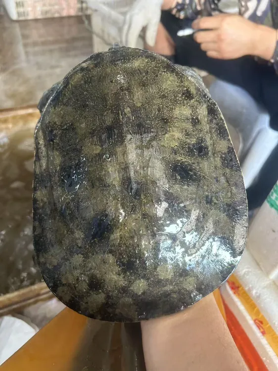 一物一拍改价链接湖北鲜活生态甲鱼