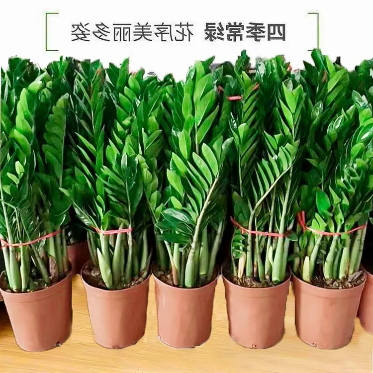 金钱树盆栽植物室内花卉大型客厅好养绿植大摇钱串子招财小发财树