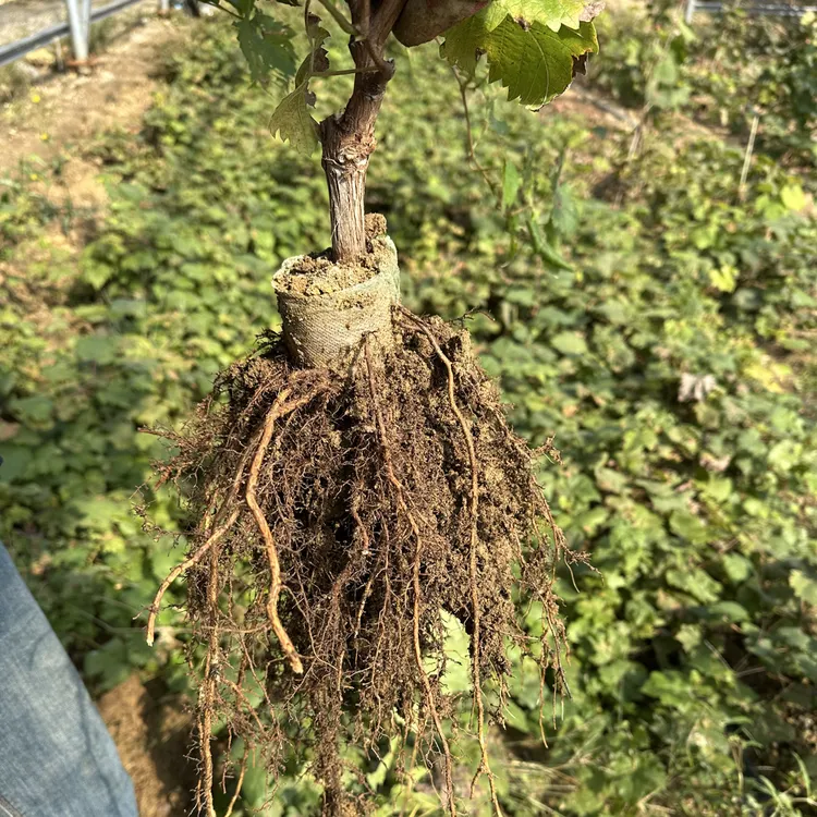 葡萄苗高架爬藤花园阳台植物盆栽地栽