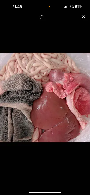 新鲜羊杂整套包含心肝肺肠肚