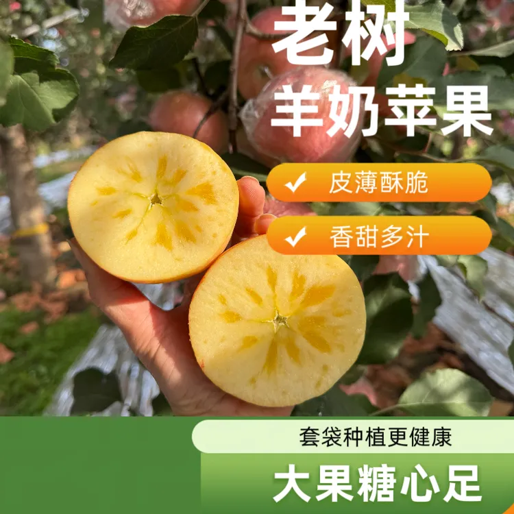【坏果包赔】红富士羊奶苹果冰糖心苹果新鲜酥脆多汁当季鲜果