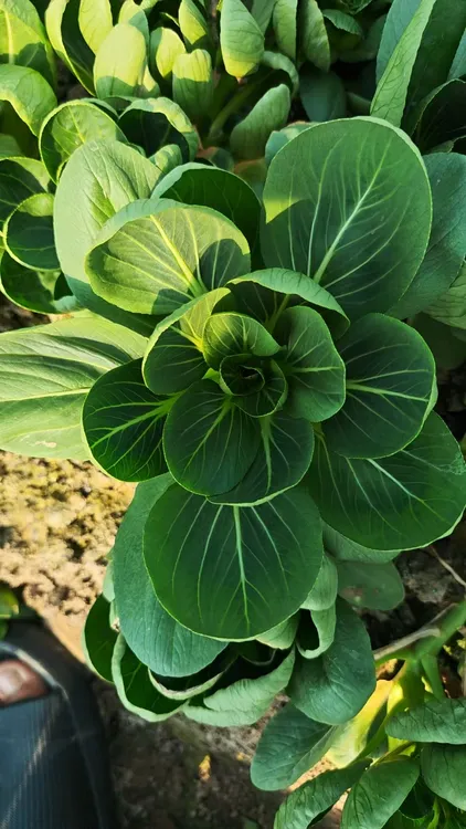 【顺丰包邮】苏北自家种植新鲜露天苏州青矮脚青绿杆子青菜软糯青菜