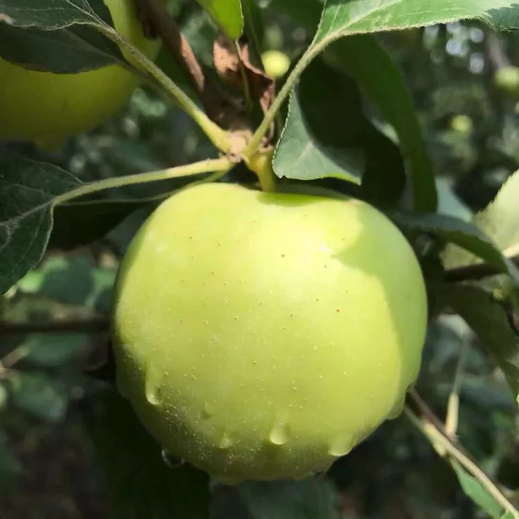 头茬现摘新鲜青苹果当季应季水果酸甜脆爽多汁
