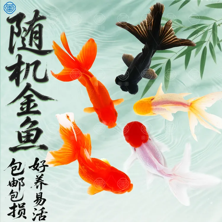 鸿运当头金鱼狮子头活体打氧观赏鱼冷水鱼招财鱼丹顶红不加温好养