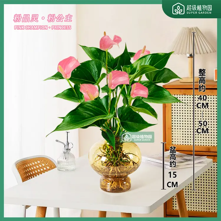 【带花发货】粉精灵粉色掌水培盆栽室内花卉绿植客厅书房四季开花