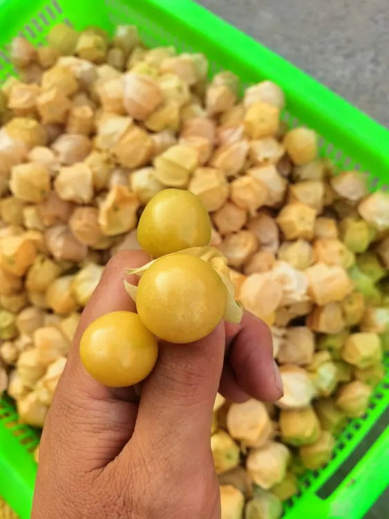 东北新鲜姑娘果灯笼果香甜可口产地直发衣服当季水果菇娘果