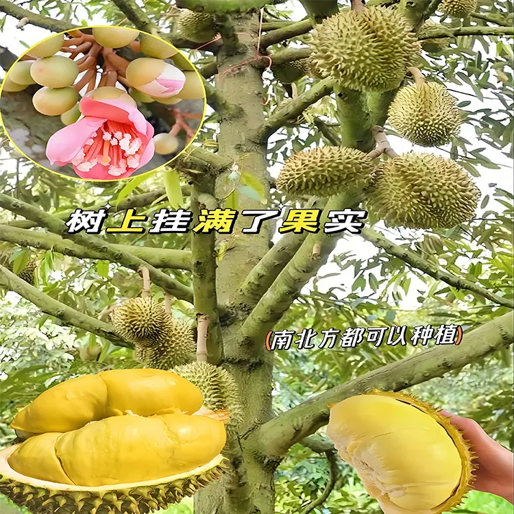 带叶带土营养杯榴莲苗金枕猫山王榴莲黑刺榴莲庭院种植盆栽结果