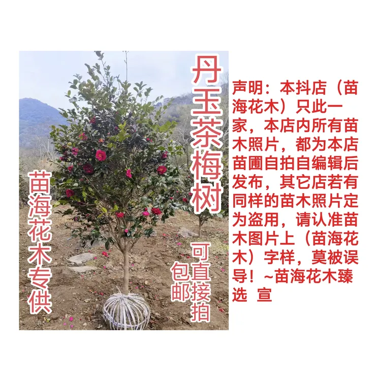 特价一颗就发精品丹玉茶梅树庭院耐寒绿植（包邮可直接拍下发货）