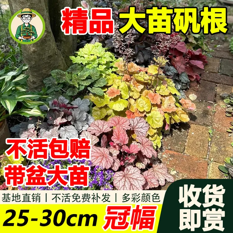 拾园记【矾根花直播间】多色大苗盆栽常青庭院花园耐寒热观叶绿植物