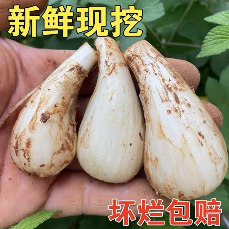 藠头新鲜荞头现挖精选蔬菜脆嫩农家自然种植做泡菜3斤/5斤鲜香