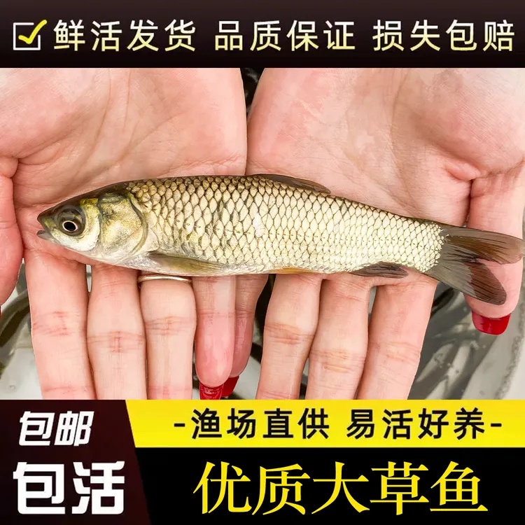 优质草鱼饲料30cm大规格半斤皖鱼花鲢鱼白鲢鱼螺丝鲫鱼包活