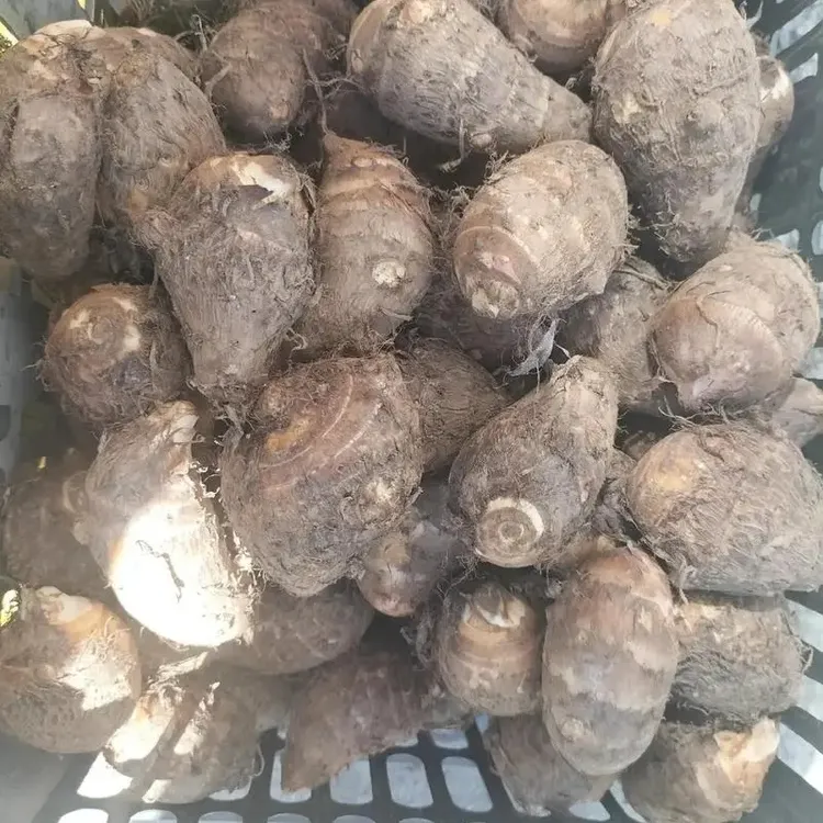 新鲜现挖牛奶小芋头香芋芋艿软糯粉滑农家蔬菜