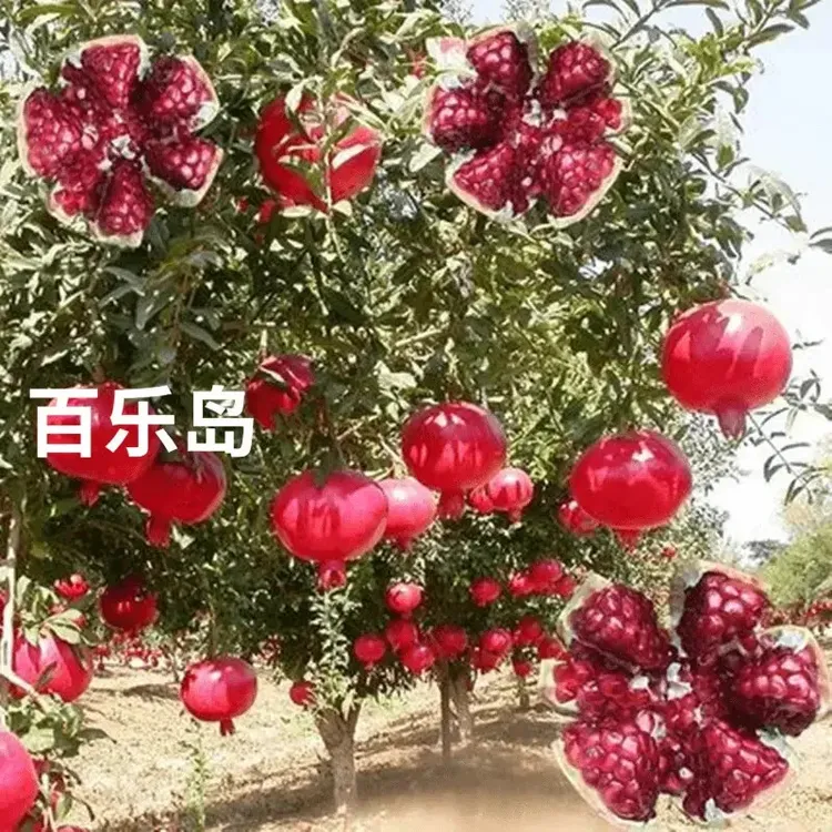 突尼斯红皮软籽大甜石榴树树苗南北都可以种植石榴苗果树苗
