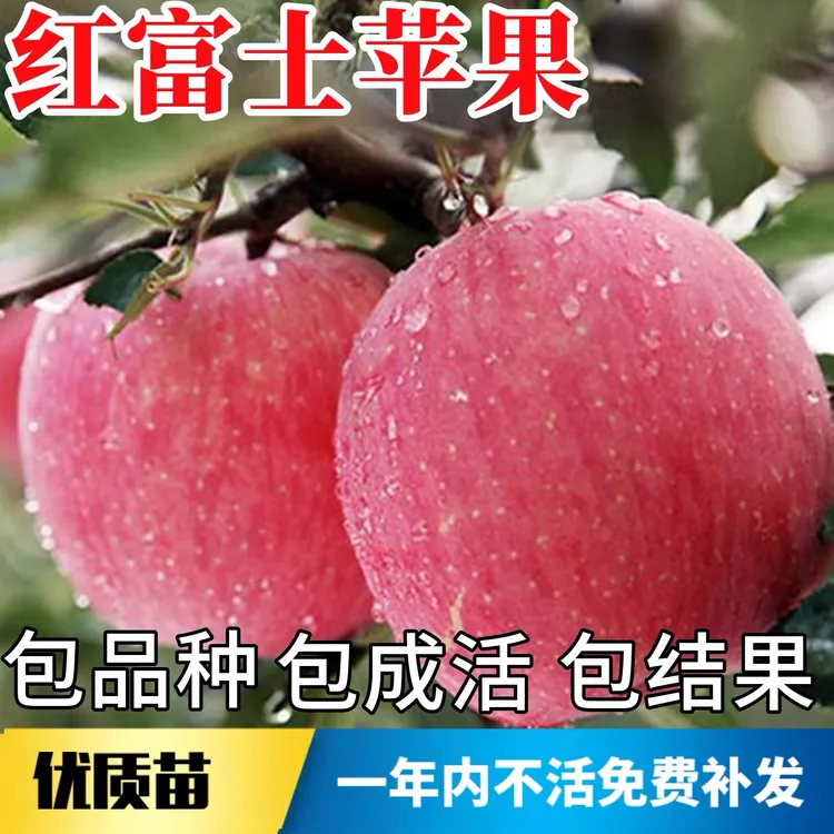 【经典红富士】苹果树苗现挖现发包成活耐寒丰产南北方可种植