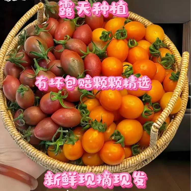 自然熟新鲜现摘盐碱地铁皮紫弹头小番茄圣女果酸甜多汁樱桃西红柿