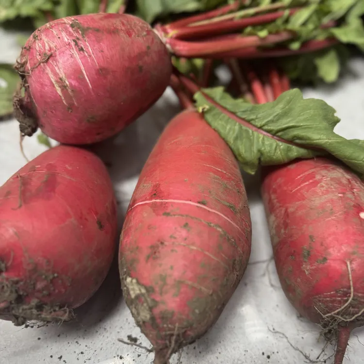 【村书记助农】太湖七都本地种植 夏秋红萝卜4.5斤 现摘现发