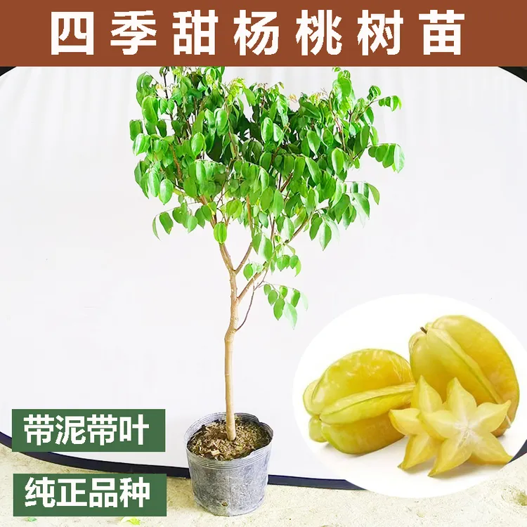 广西甜杨桃树苗清甜嫁接正宗品种四季结果盆栽庭院南方种植果树苗