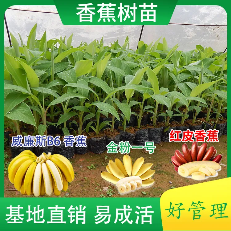 广西正宗香蕉王威廉斯B6香蕉苗金粉中蕉九号香蕉苗