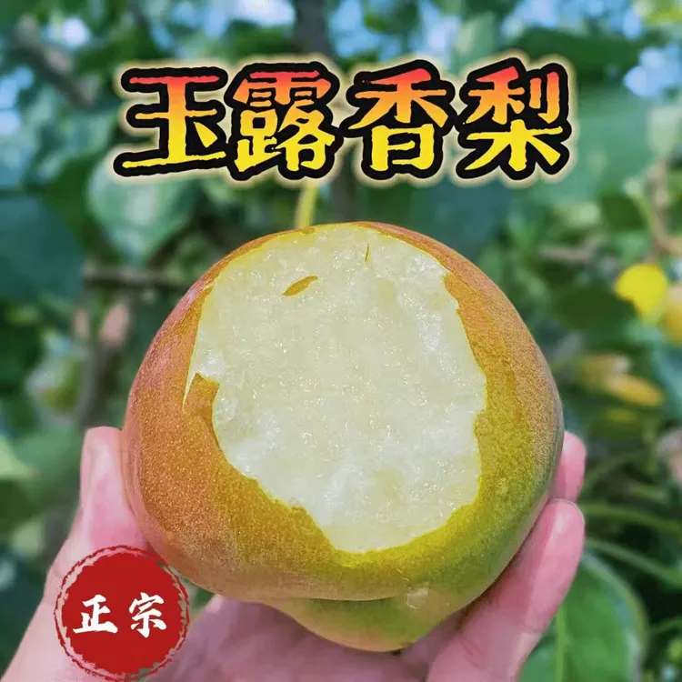 【绿色食品】基地直发正宗玉露香梨脆甜多汁肉质细腻无渣核小