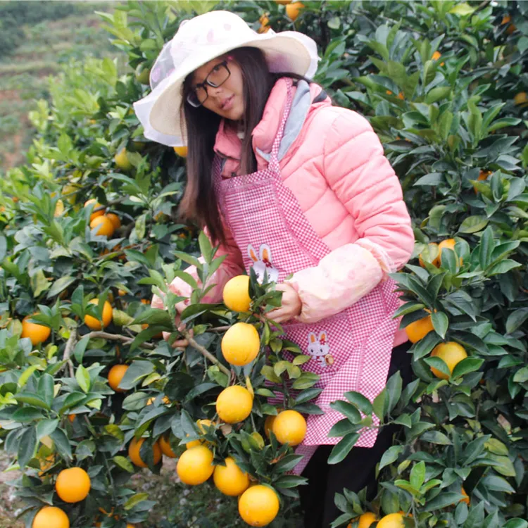 新鲜带枝叶发货 正宗赣南脐橙 橙子 甜橙 应季新鲜水果手剥脐橙子