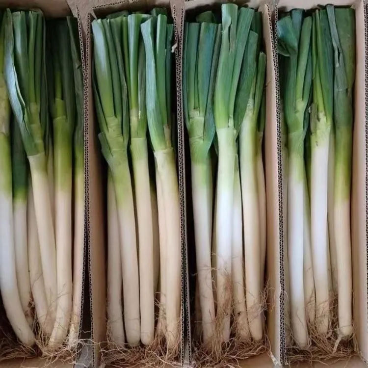 大葱新鲜特级香葱地道农家蔬菜毛葱清仓批发现挖现发净重