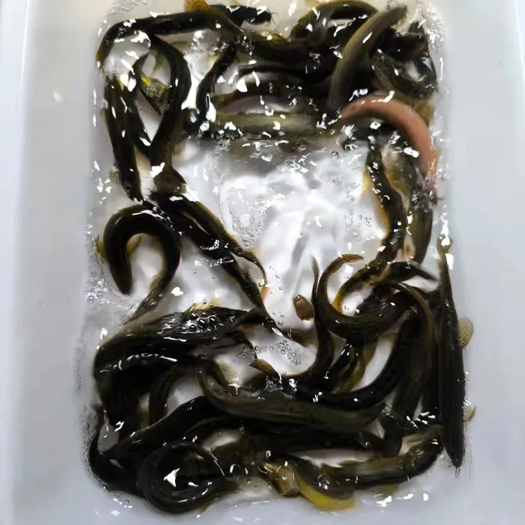 沂河湖泊稻田小野鳅杂鳅鲜活