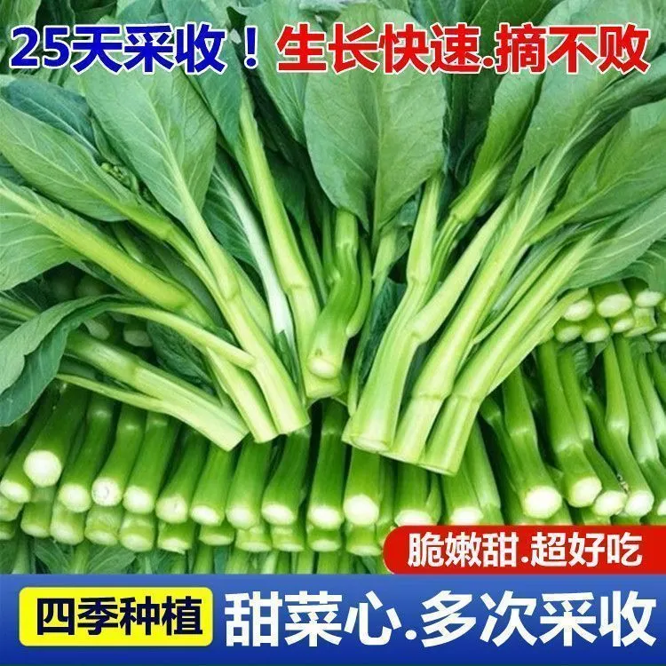广东四季菜心种子红菜台白菜苔四季蔬菜种籽增城迟青菜心菜籽