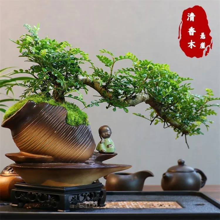 老桩飘枝清香木盆景室内客厅办公室盆栽四季常青花卉观叶绿植驱蚊