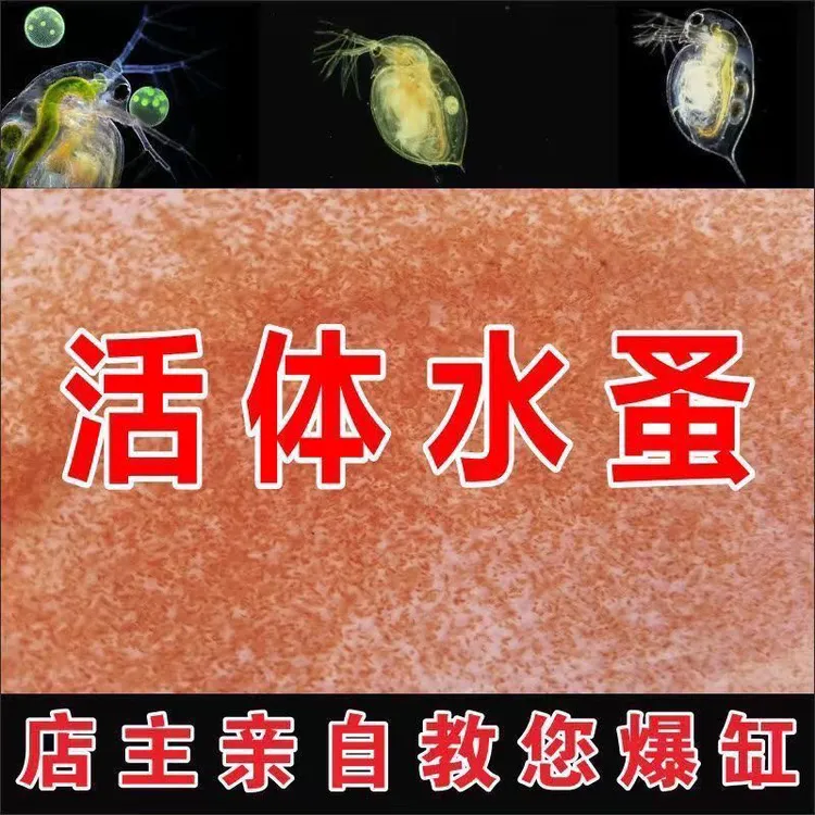 2000水蚤种鱼儿开口活体水蚤