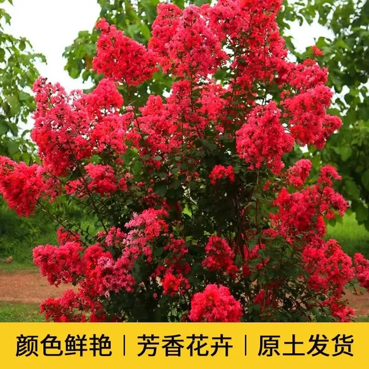 天鹅绒紫薇百日红基地直发直播间专用紫薇树鲁冰花紫薇花石楠花
