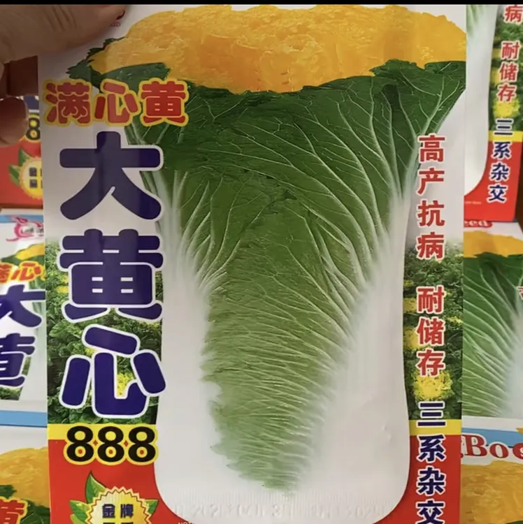 大黄心888高颗白菜籽优质种子