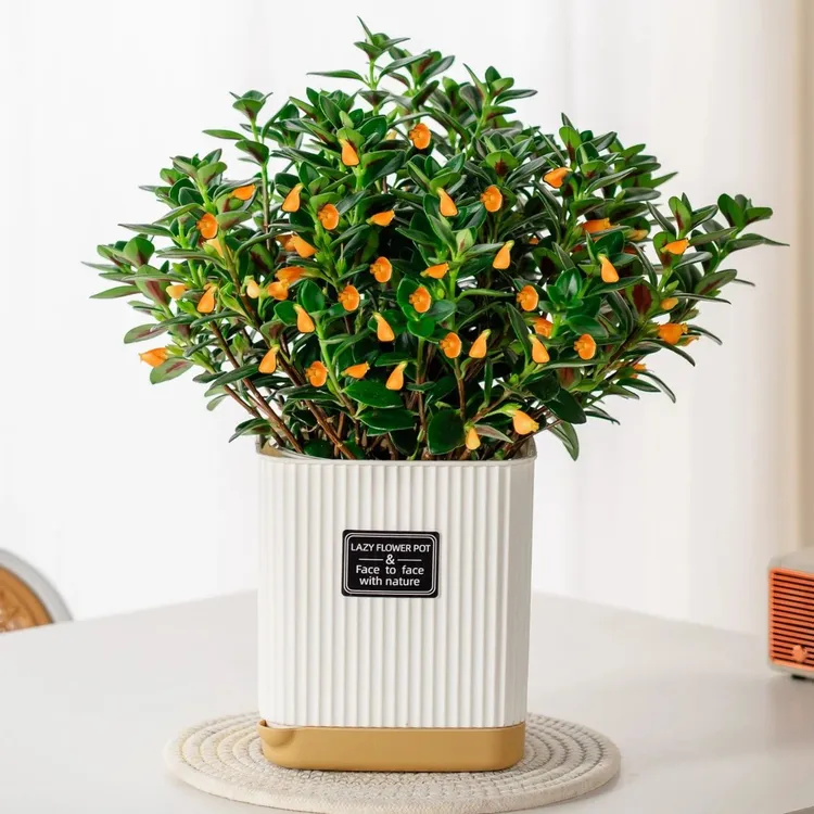 金鱼吊兰桌面小绿植四季开花长青常绿室内盆栽净化空气