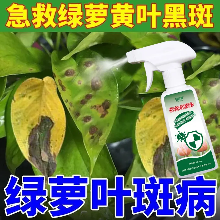 绿萝营养液绿萝叶子发黄掉叶黄叶黑斑烂根急救专用花卉绿植除菌剂