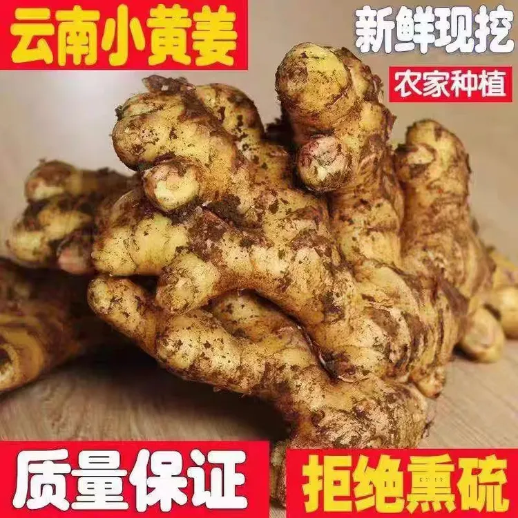 云南小黄姜新鲜蔬菜生姜农家新鲜蔬菜产地直发