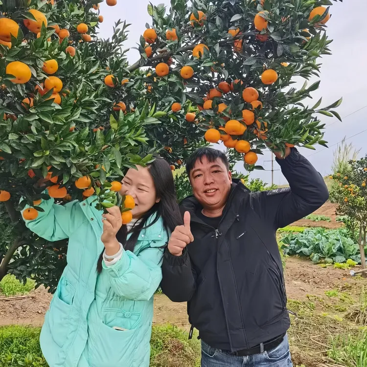 【封兄弟优选】9斤正宗南丰蜜桔蜜广橘新鲜现摘桔子江西特产柑橘