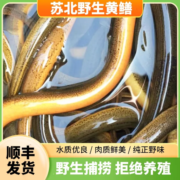 (活发)1两-2两之间正宗苏北野生黄鳝顺丰鲜活发货