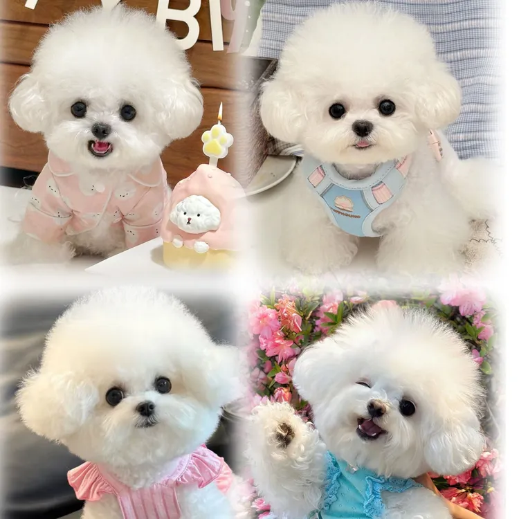 精选韩版小体比熊纯种超小比熊活体链接小宠物狗韩系可爱幼犬