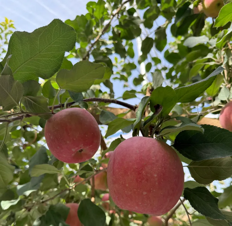 新疆阿克苏冰糖心红富士苹果阿克苏直发自家果园新鲜采摘