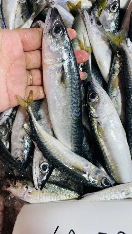 东海海钓野生青砖鱼青条鱼亲嘴鱼新鲜海鱼