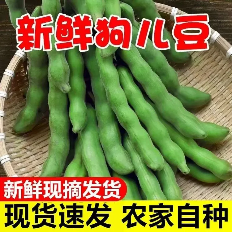 广西狗儿豆新鲜龙爪豆猫爪豆狗爪豆农家蔬菜特产现摘现发老虎豆