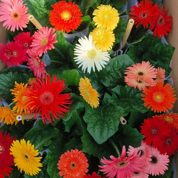 【非洲菊】扶郎花 花色艳 花期长 阳台 易养护植物