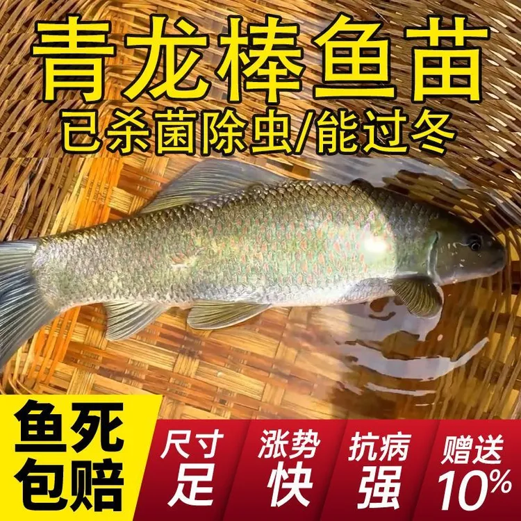 正宗青龙棒华鲮鱼苗沉香鱼名贵淡水养殖鱼观赏食用均可