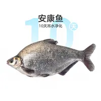 鲜活吊水净化鳊鱼1条 约500g