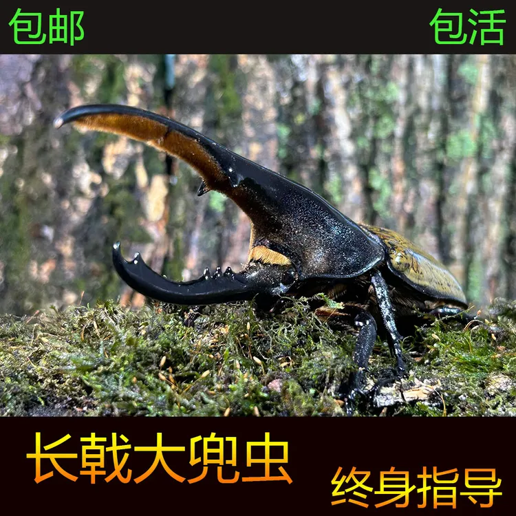 长戟大兜虫 独角兽龙宠物甲虫成虫幼虫巨型超大个体毛象南洋战神