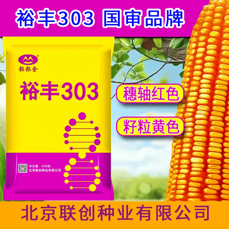 国审裕丰303玉米种子正品抗倒抗旱高产活秆熟稳产农科院苞米种