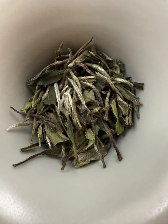 【华茶一号-2023荒野白牡丹】花香馥郁 汤感甜柔