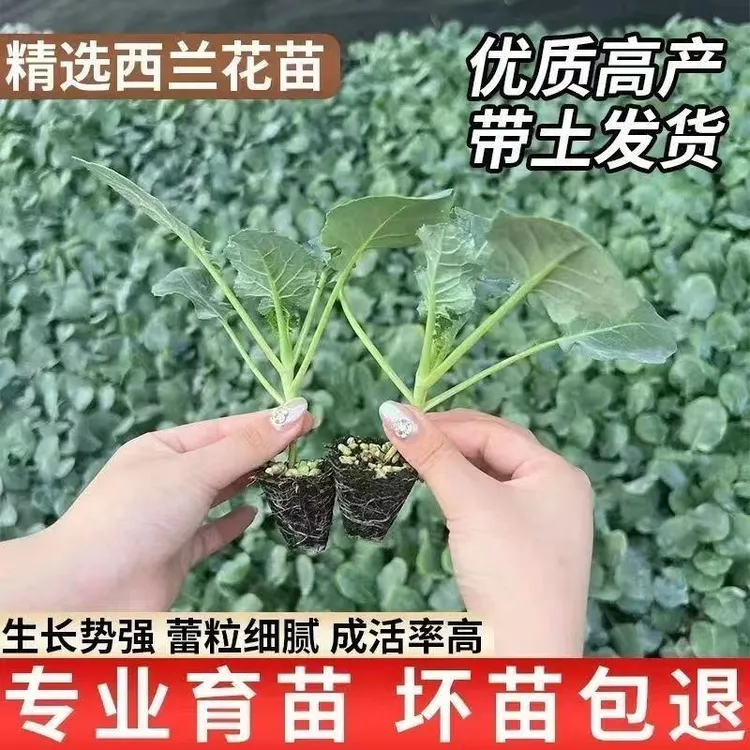 西兰花菜苗甘蓝秧苗有机耐寒蔬菜西大苗蓝花种苗阳台盆栽松花菜苗