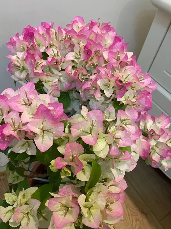 勤花多品种三角梅花卉