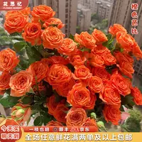 热卖『次日达·橙芭比5枝』家用云南鲜切花 满两单鲜花顺丰京东包邮 满三单鲜花送花瓶鲜花直播次日达包邮
