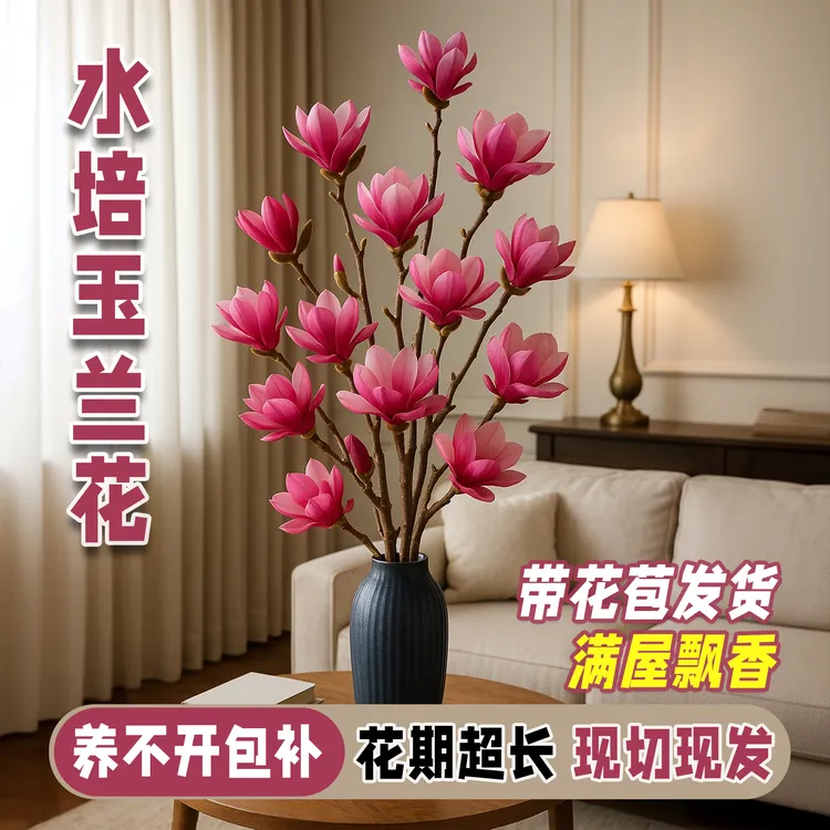 【带花苞发货】南召浅霞玉兰花荟水培干枝植物鲜花室内好养耐寒绿植